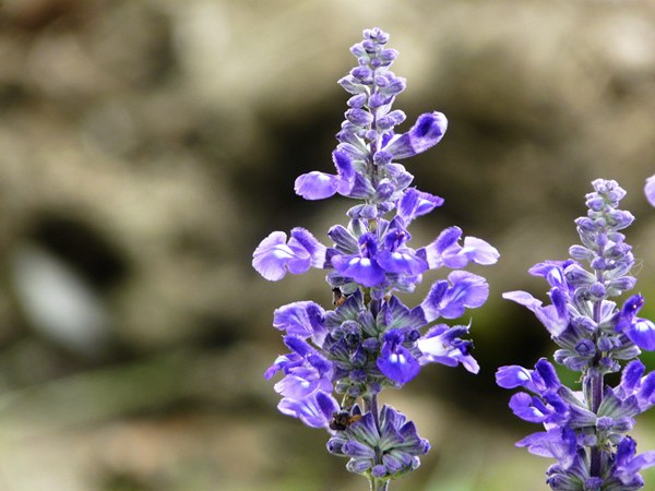 藍(lán)花鼠尾草圖片