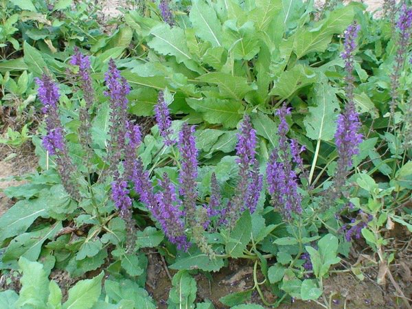 藍(lán)花鼠尾草圖片