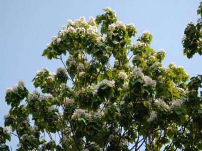 楸樹什么時候開花？