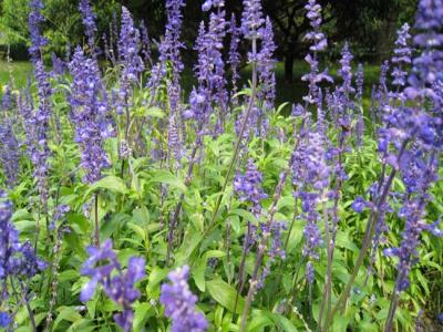 藍(lán)花鼠尾草什么時(shí)候開花，花期多久？