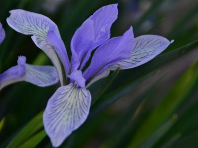 【馬蓮花】馬蘭花_馬蓮花什么時(shí)候開