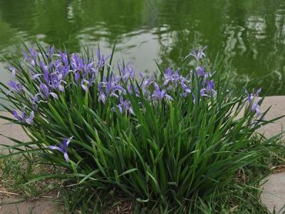 馬蓮花和馬蘭花是同一種花嗎？