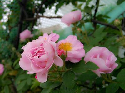 【薔薇】薔薇價格_圖片_品種_種植方法