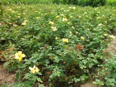 【月季】月季花價格