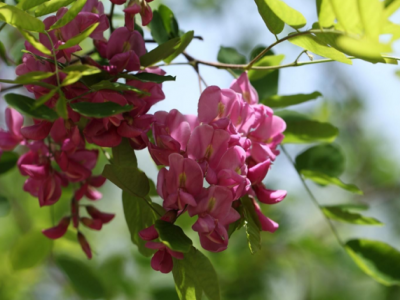 香花槐是通過什么方式繁殖生長