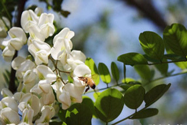 國(guó)槐花茶的功效與作用