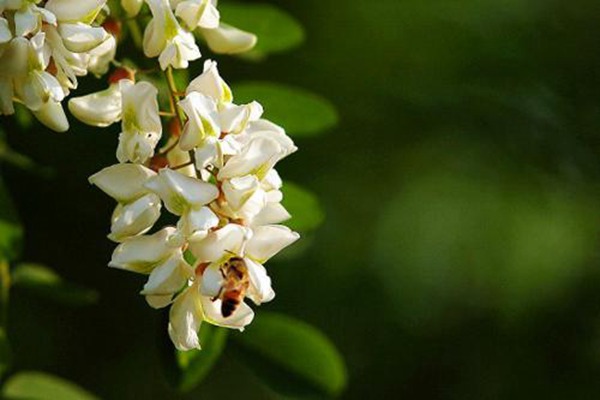 國(guó)槐花茶的功效與作用