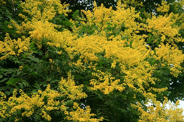 欒樹什么時(shí)候開花，花期多久