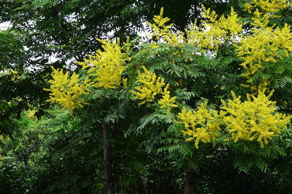 欒樹什么時(shí)候開花，花期多久