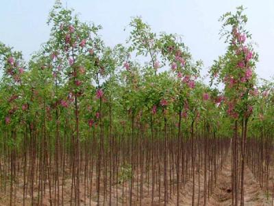 市場中香花槐樹苗價格多少