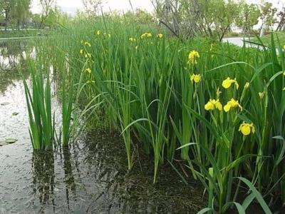 黃菖蒲圖片_價(jià)格_種植方法