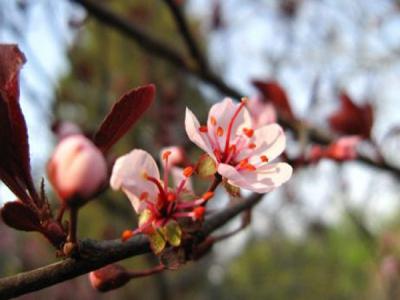 紫葉矮櫻和紫葉李區(qū)別多圖對比