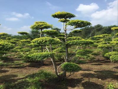 造型金葉榆圖片大全