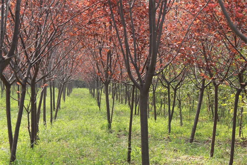 美植袋太陽(yáng)李