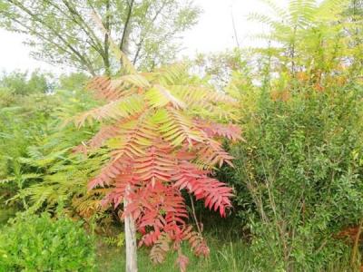 院子里種植臭椿風(fēng)水好嗎？