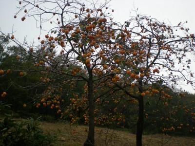 不推薦大家在院子內(nèi)種植柿子樹的原因是什么？