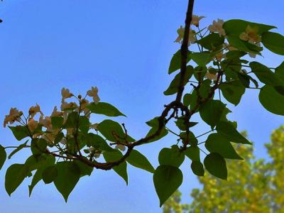 楸樹什么時(shí)候開花，可以結(jié)果嗎