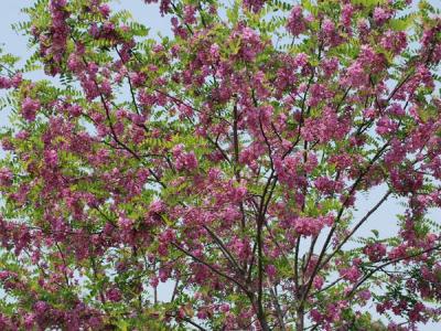 嫁接香花槐基地在哪里？