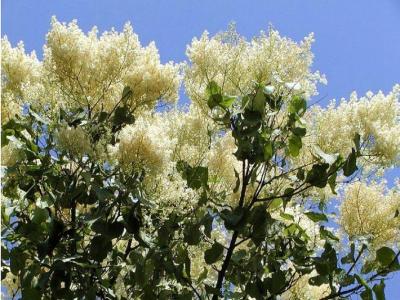 暴馬丁香幾月份開(kāi)花，幾月份結(jié)果 ？