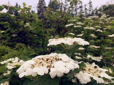 天目瓊花的水肥管里應(yīng)該有哪些注意事項