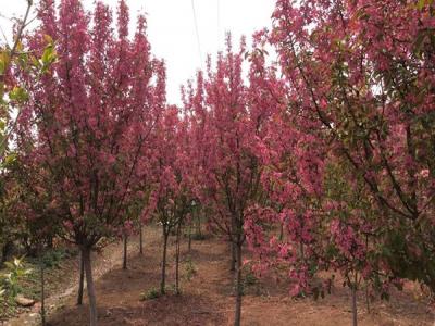 冬紅果海棠不適合種植于什么樣的土壤 ？