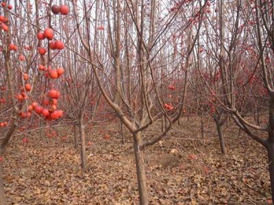 冬紅果海棠什么時候開花 ？