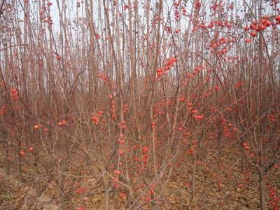 冬紅果海棠怎么種植養(yǎng)護