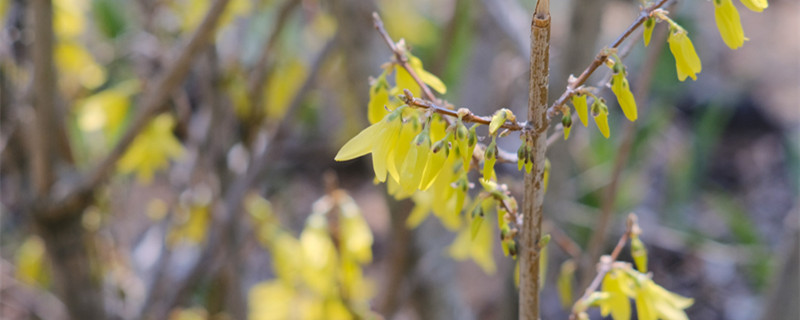 連翹怎么種，種子怎么才能發(fā)芽