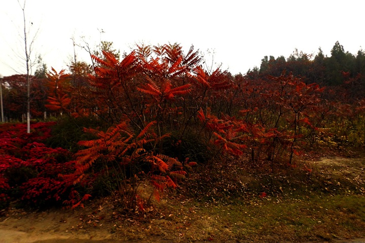 火炬樹(shù)