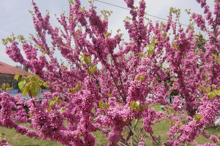 紫荊樹(shù)