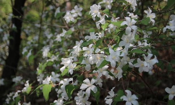 大花溲疏樹