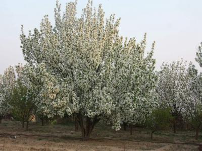 [八棱海棠]八棱海棠圖片_價格_種植方法