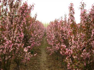 高原之火海棠樹圖片_價格_種植方法