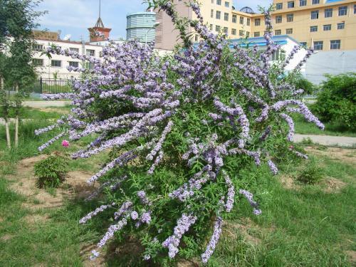 醉魚草花期是幾月，花期有多長