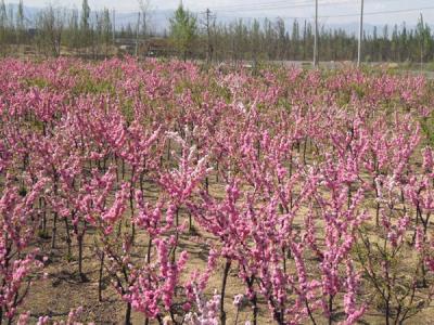 [美植袋榆葉梅]美植袋榆葉梅_花期_圖片_產(chǎn)地價(jià)格