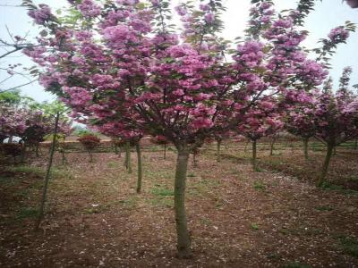 [櫻花樹]櫻花樹圖片_花期_產(chǎn)地價(jià)格