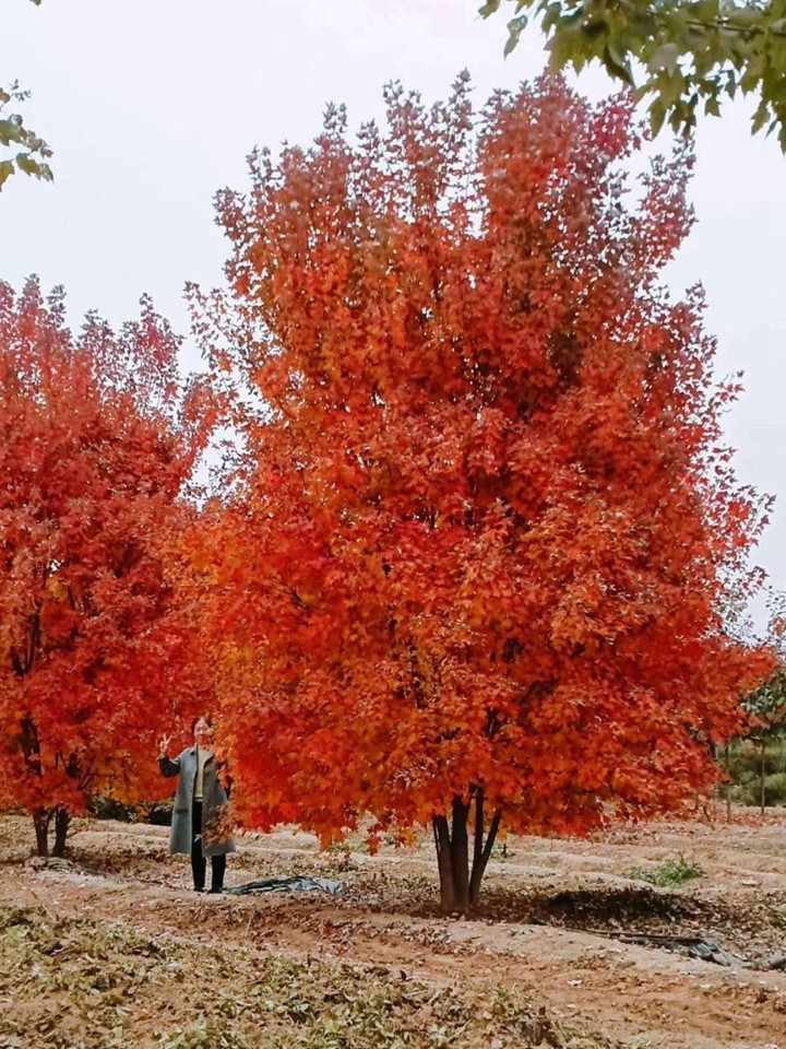 叢生紅點(diǎn)紅楓