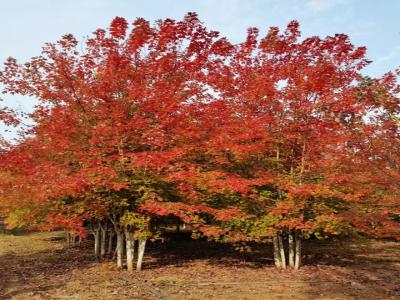 [秋火焰紅楓]秋火焰紅楓圖片_價(jià)格_種植方法