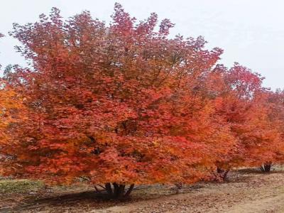 [叢生紅點(diǎn)紅楓]叢生紅點(diǎn)紅楓圖片_價(jià)格_種植方法