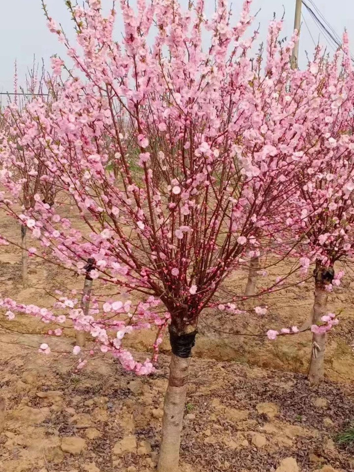 榆葉梅花期果期都是幾月