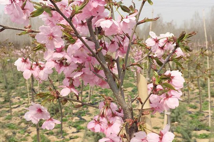 櫻花樹(shù)