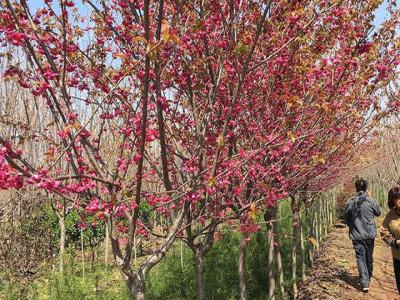 櫻花樹(shù)苗什么時(shí)候種植最好？