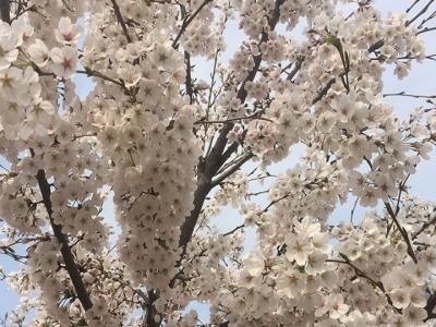 日本櫻花樹什么時(shí)候開花？花期多久？