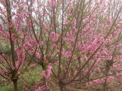 青葉碧桃開什么花？什么時候開花？