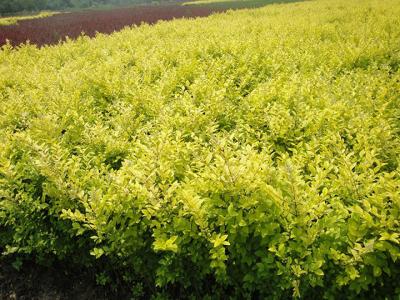 金葉絲棉木開花是什么顏色