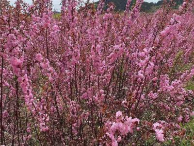 重瓣榆葉梅在幾月才能開(kāi)花