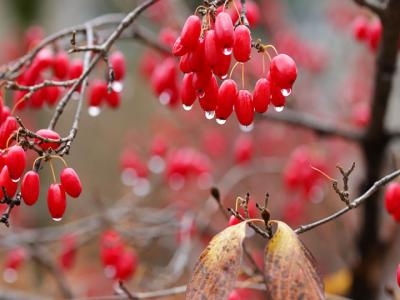 山茱萸什么時(shí)候采摘最好