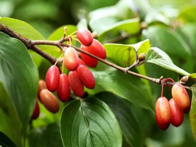 山茱萸幾年開(kāi)花結(jié)果