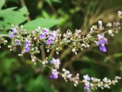 荊條什么時(shí)候開(kāi)花